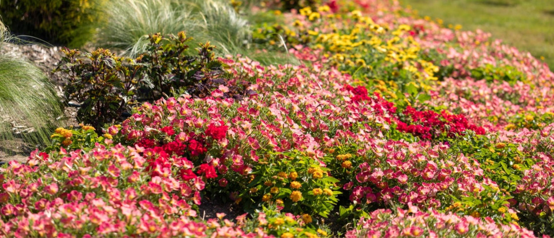 Garden full of annuals 