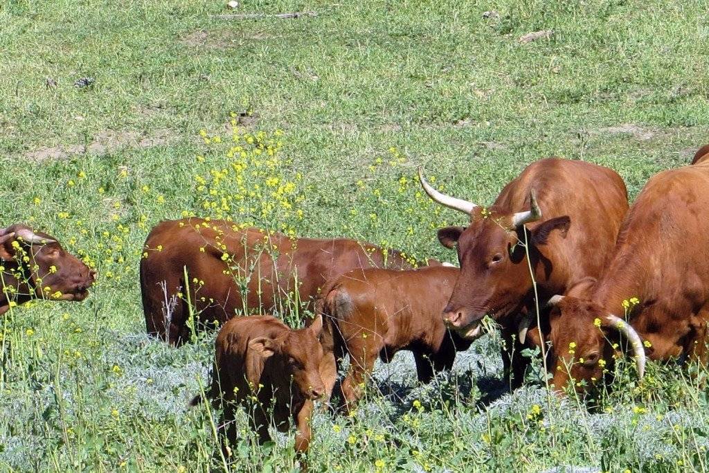 Brown horned cows and calves grazing on a green pasture with yellow flowers