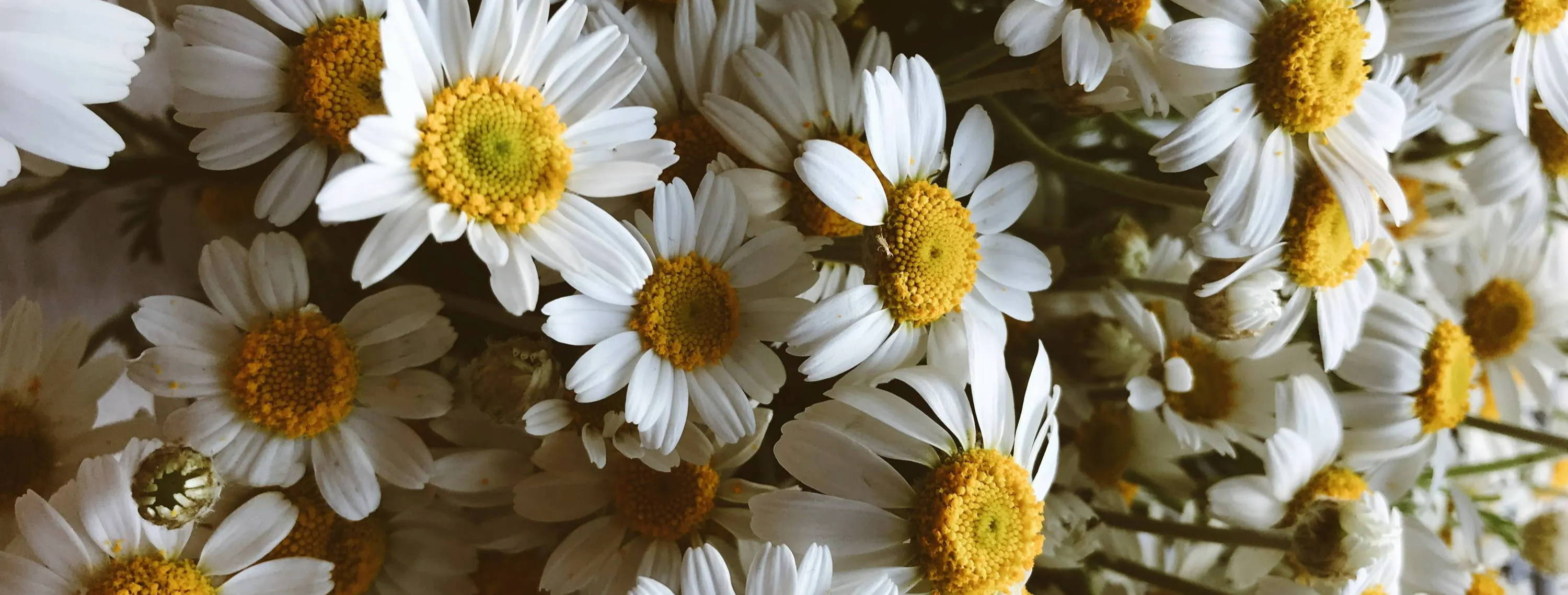 5 Benefits Of Chamomile Essential Oil (And How To Use It) - AWO