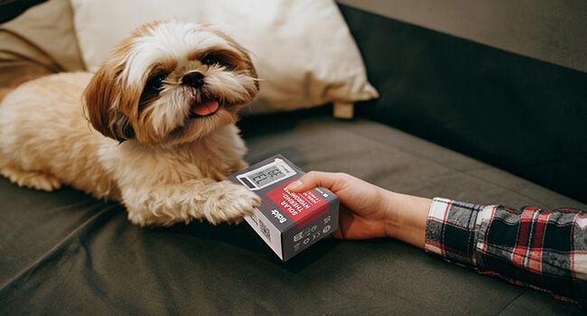 A dog resting on a couch with a hand holding a box.