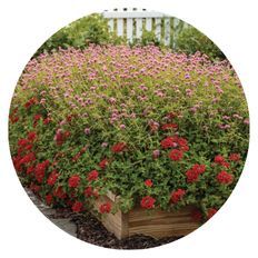 Photo of Truffula™ Pink - Globe Amaranth garden bed