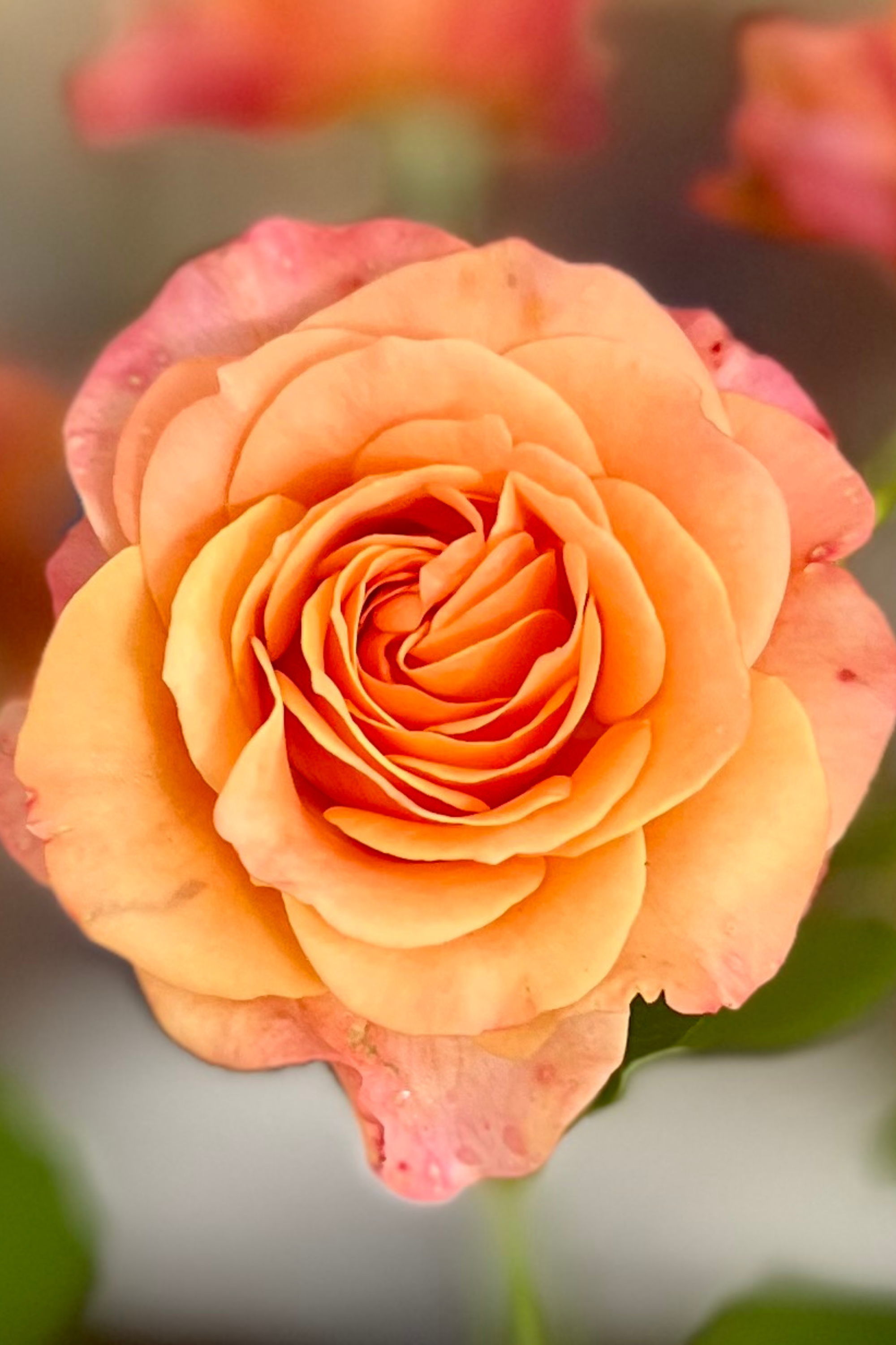 Close-up of a peach-colored rose with layered petals at the Newport Flower Show in Rhode Island at the Breakers Mansion