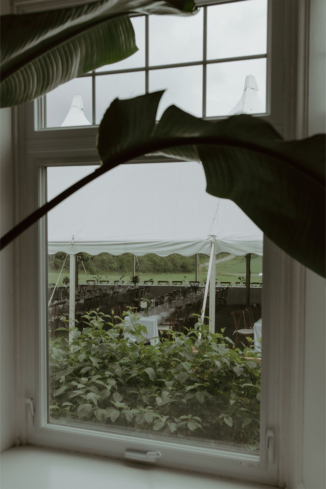 View of a garden through a window with large leaves in the foreground.