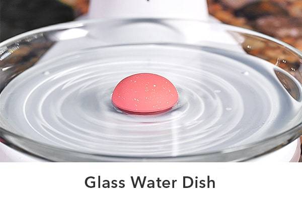 Glass Water Dish