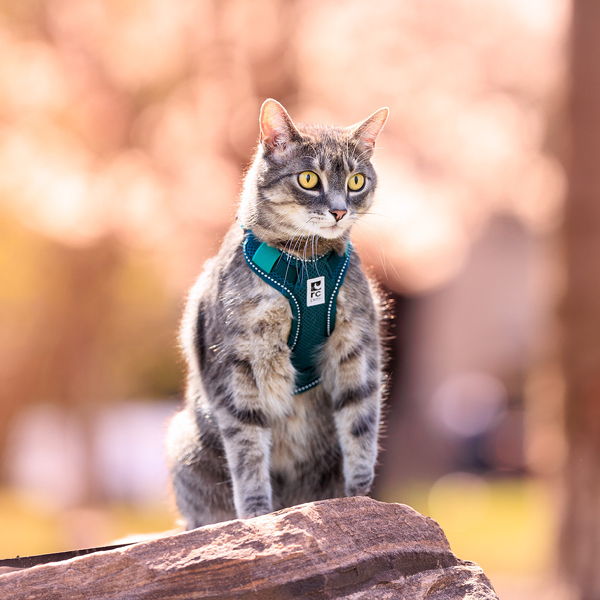 A cat in a harness sitting on a rock outdoors.