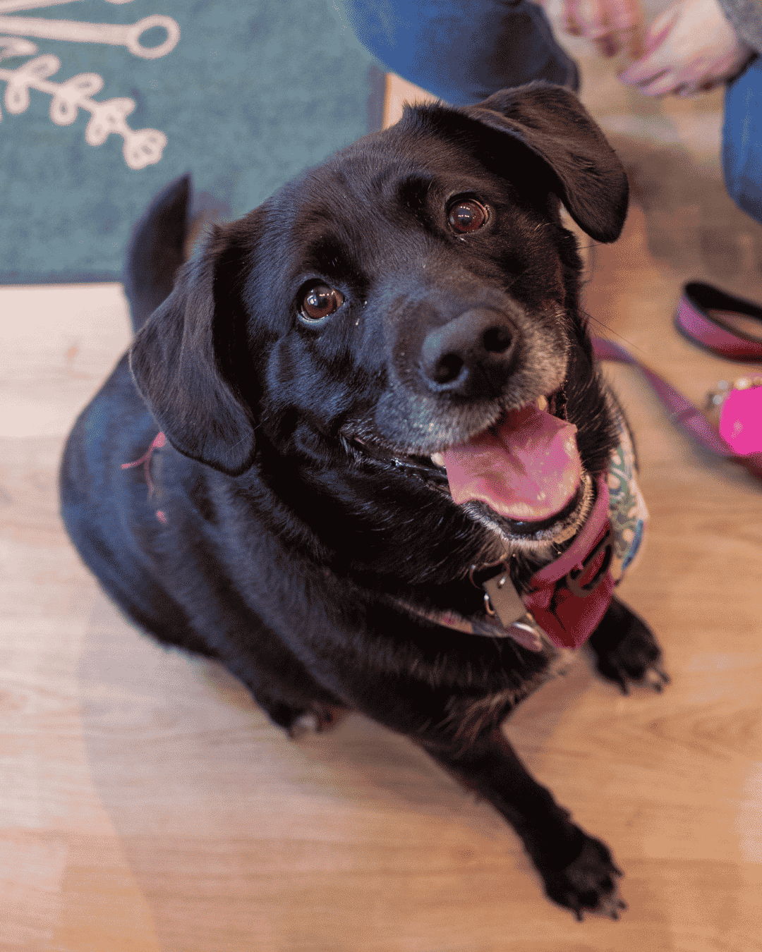 A happy black dog sitting on a wooden floor, looking up.