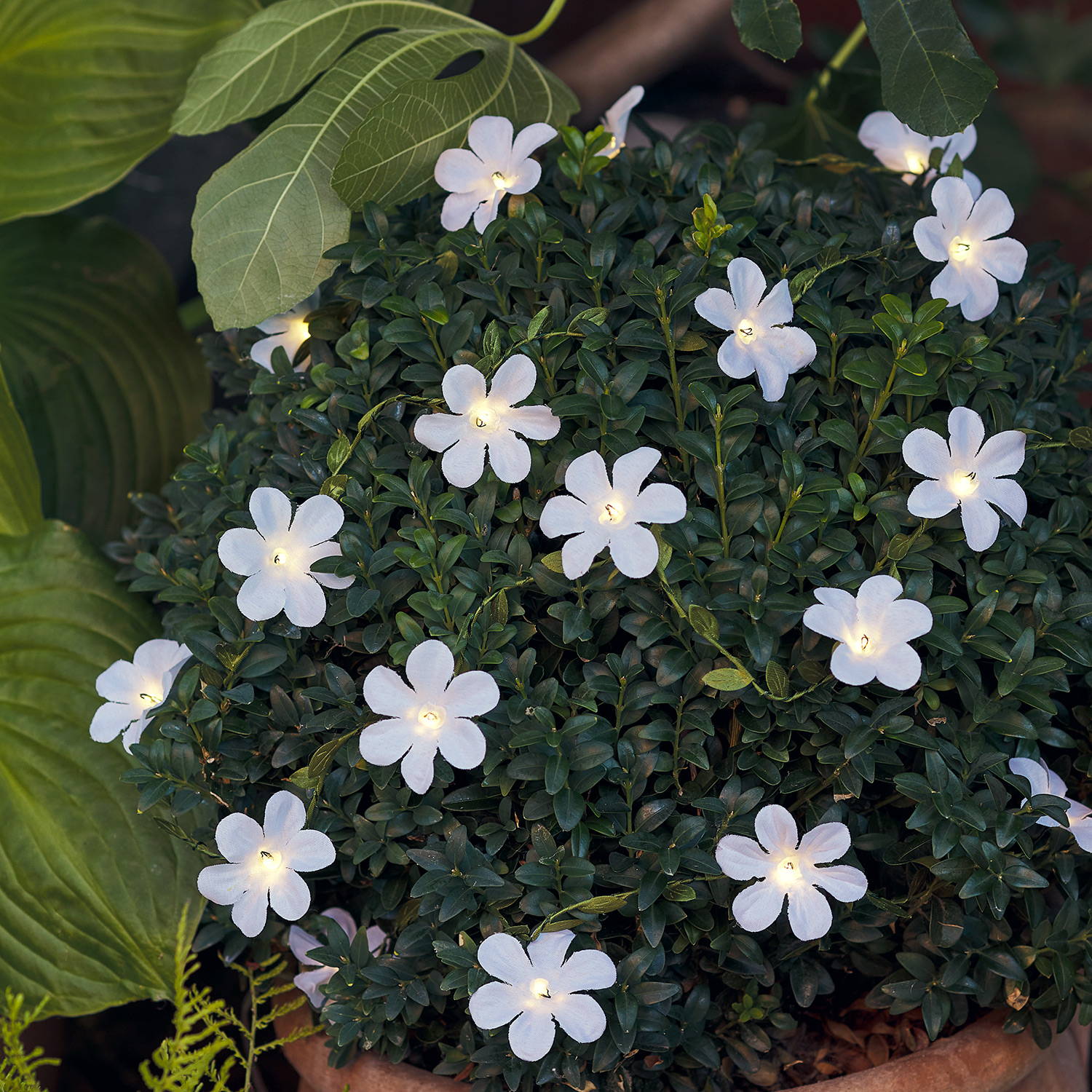 A light up white flower garland on a bush outside in a garden.