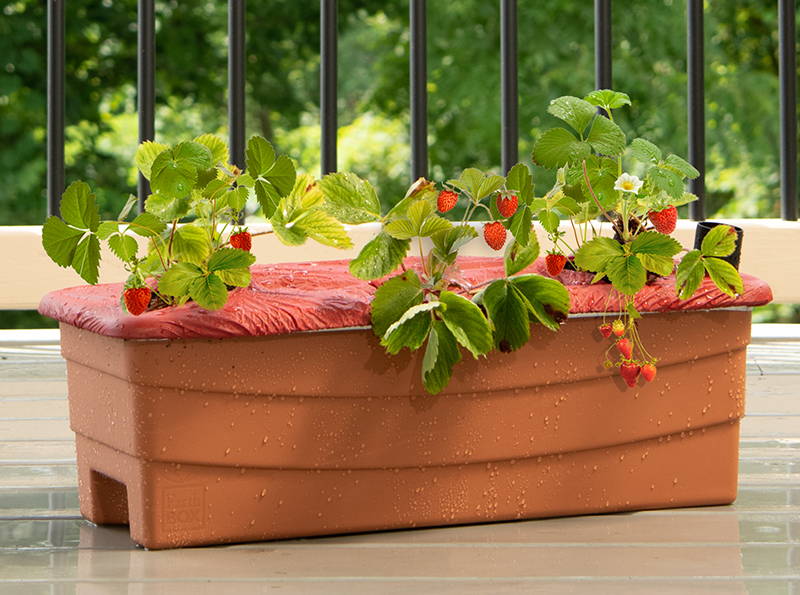 Strawberries growing in an EarthBox Junior gardening container