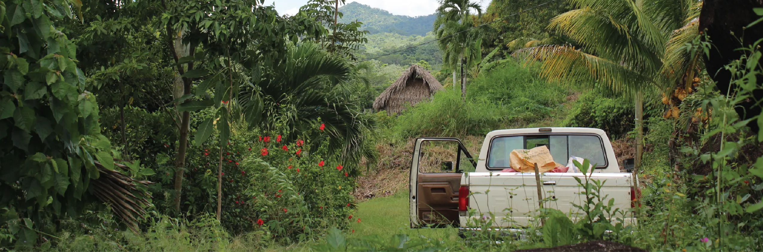 Cocoa harvesting in a small jungle village
