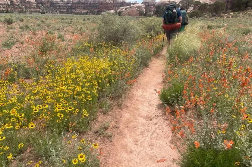 Moab flowers