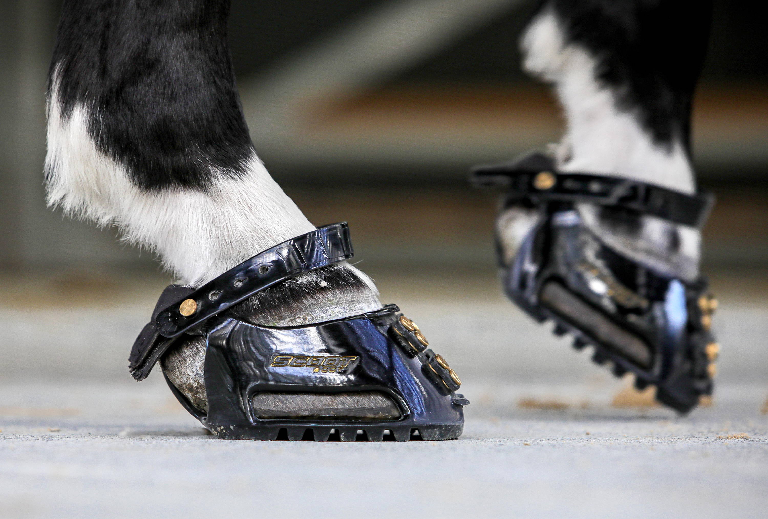 hoof boots for performance riding