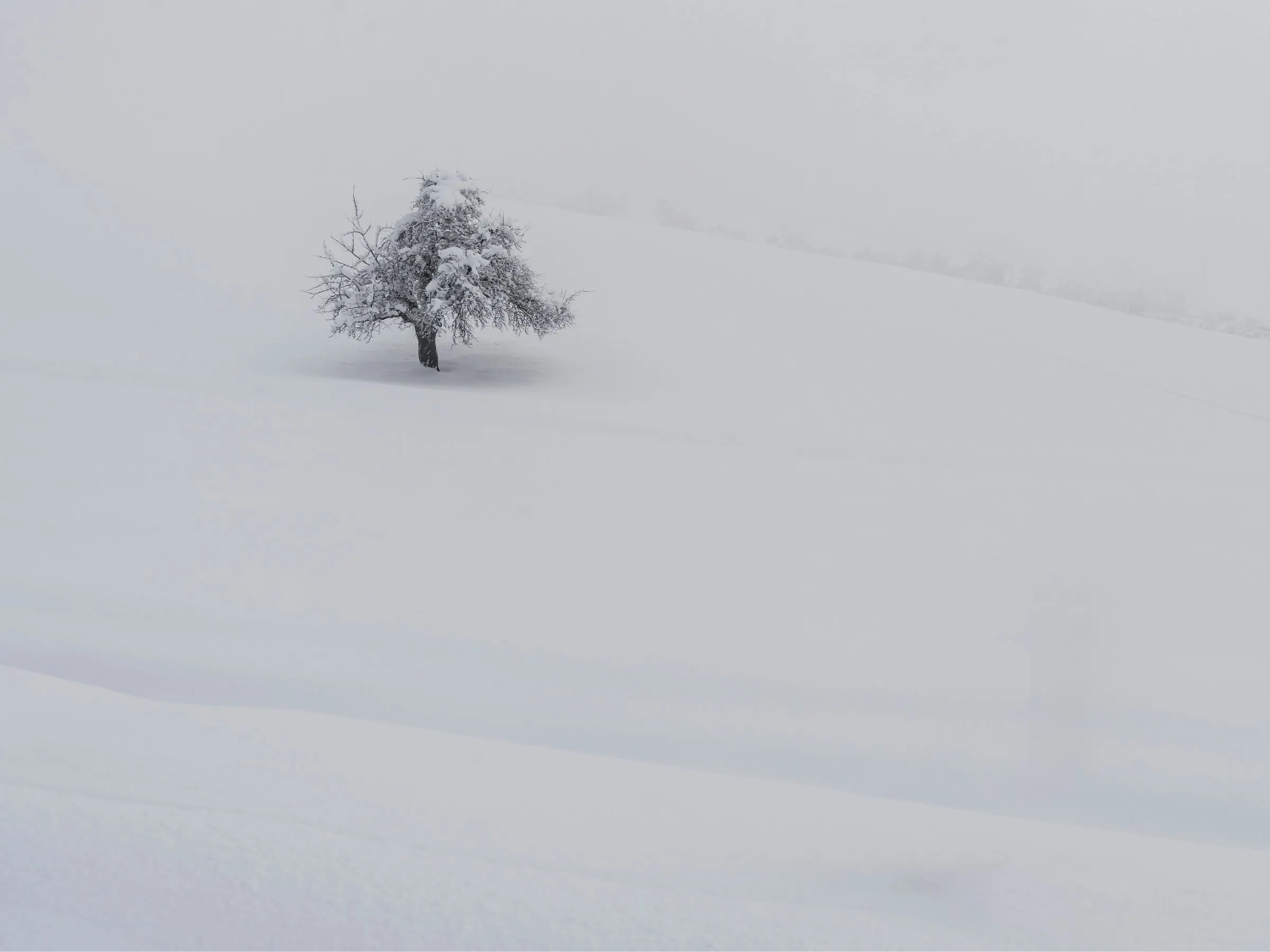 A tree amidst the snow