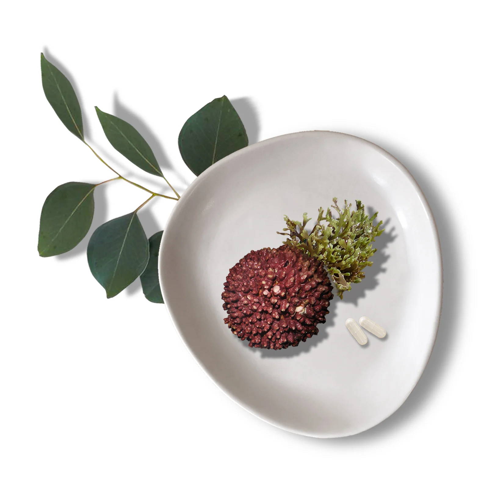 Red algae on a plate