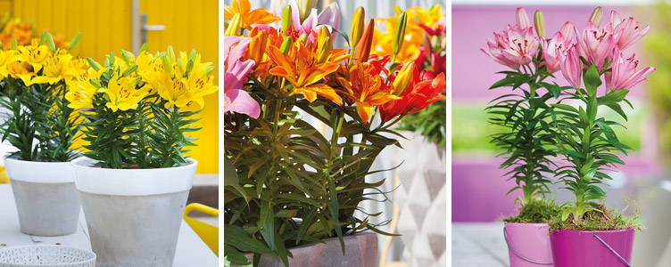 Lelies verzorgen in potten