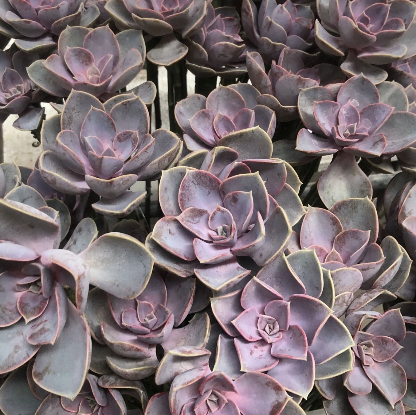 SUCCULENTS