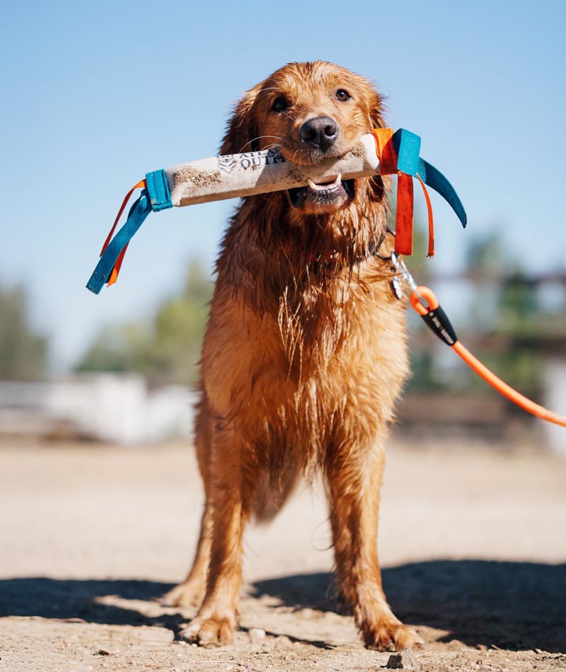 Retriever with Bumper On Beach