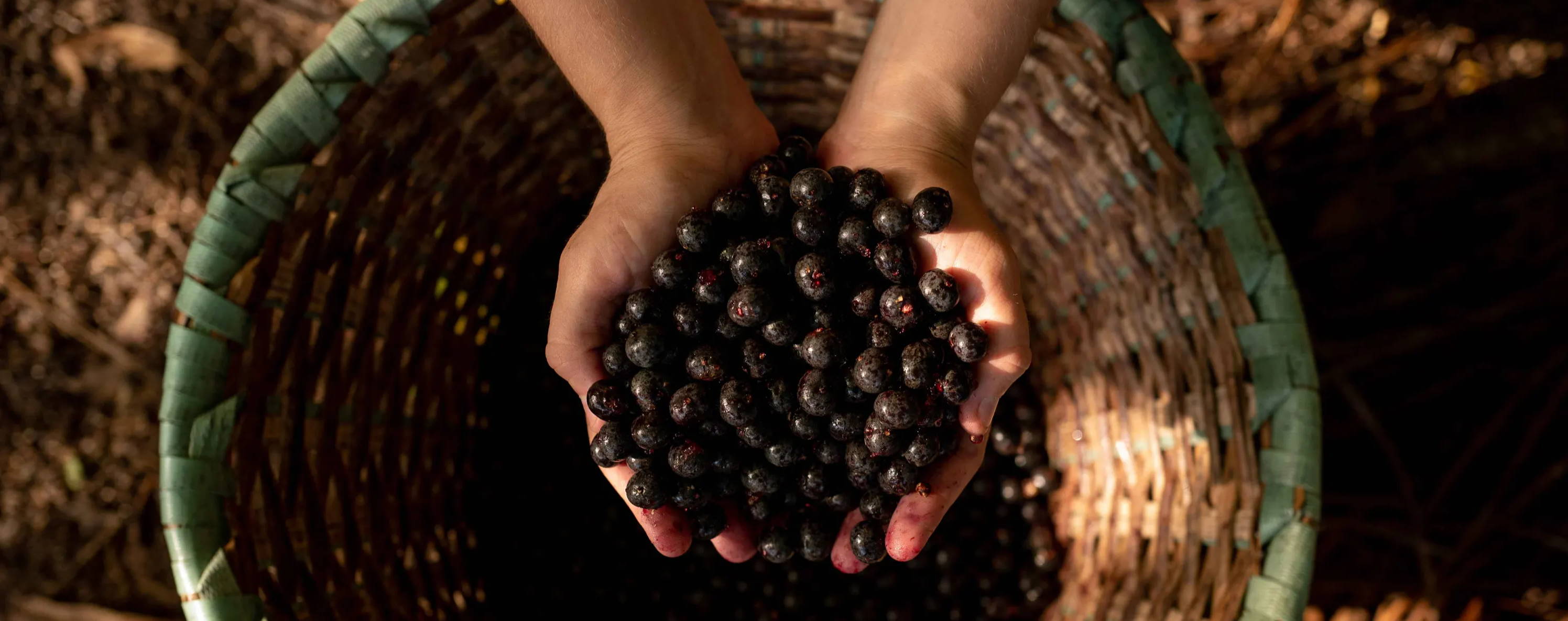 fresh açaí berries @ 2020 botanica origins