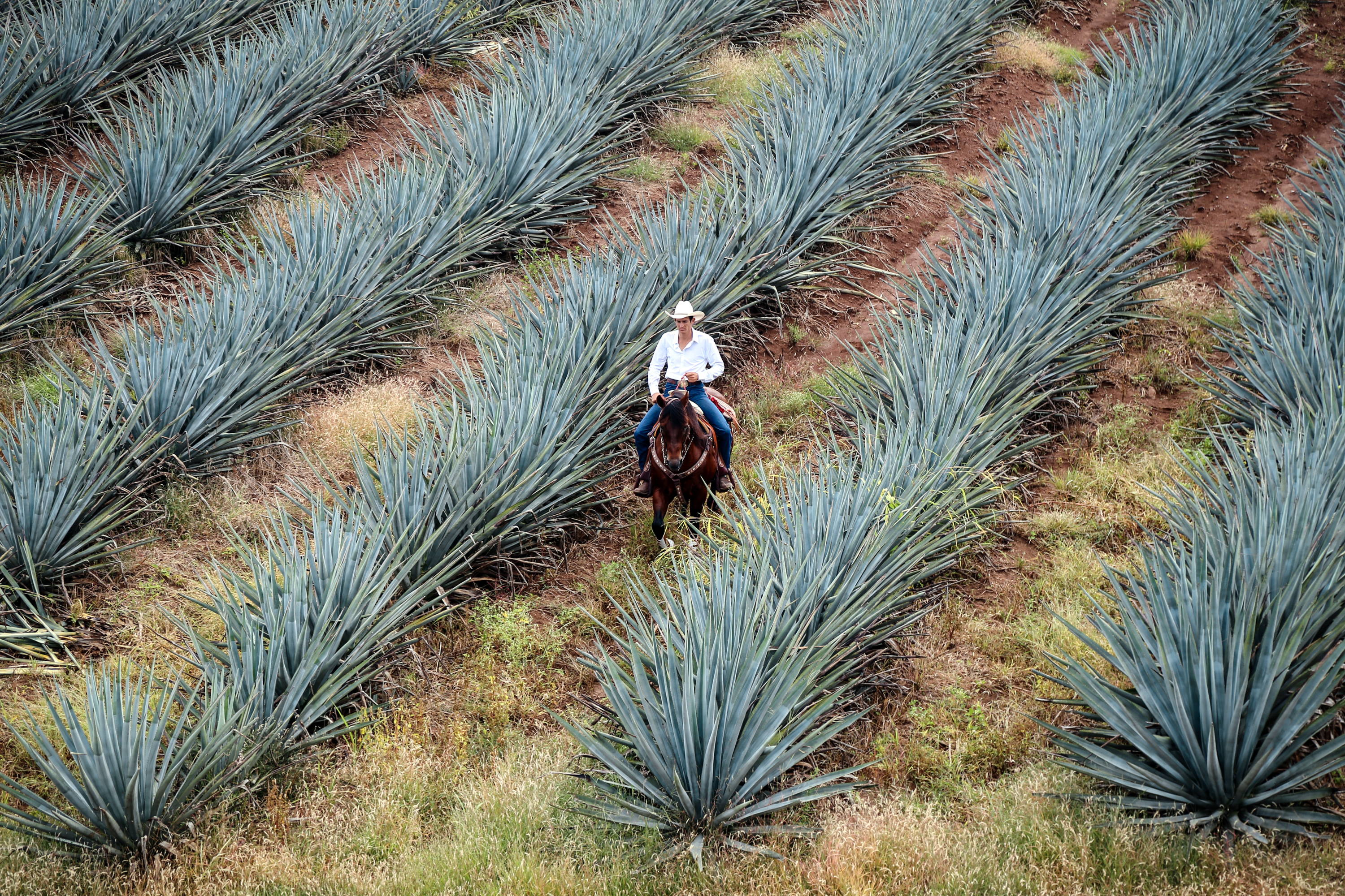 The Definitive Guide to Blanco Tequila