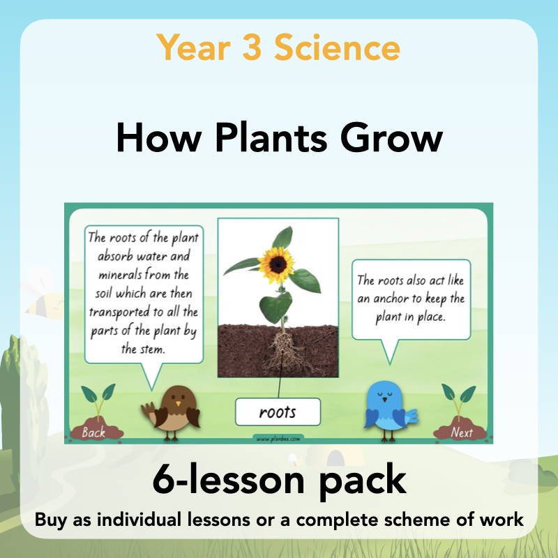 How Plants Grow | Year 2 Plants KS2