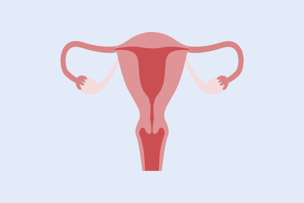 the female uterus 