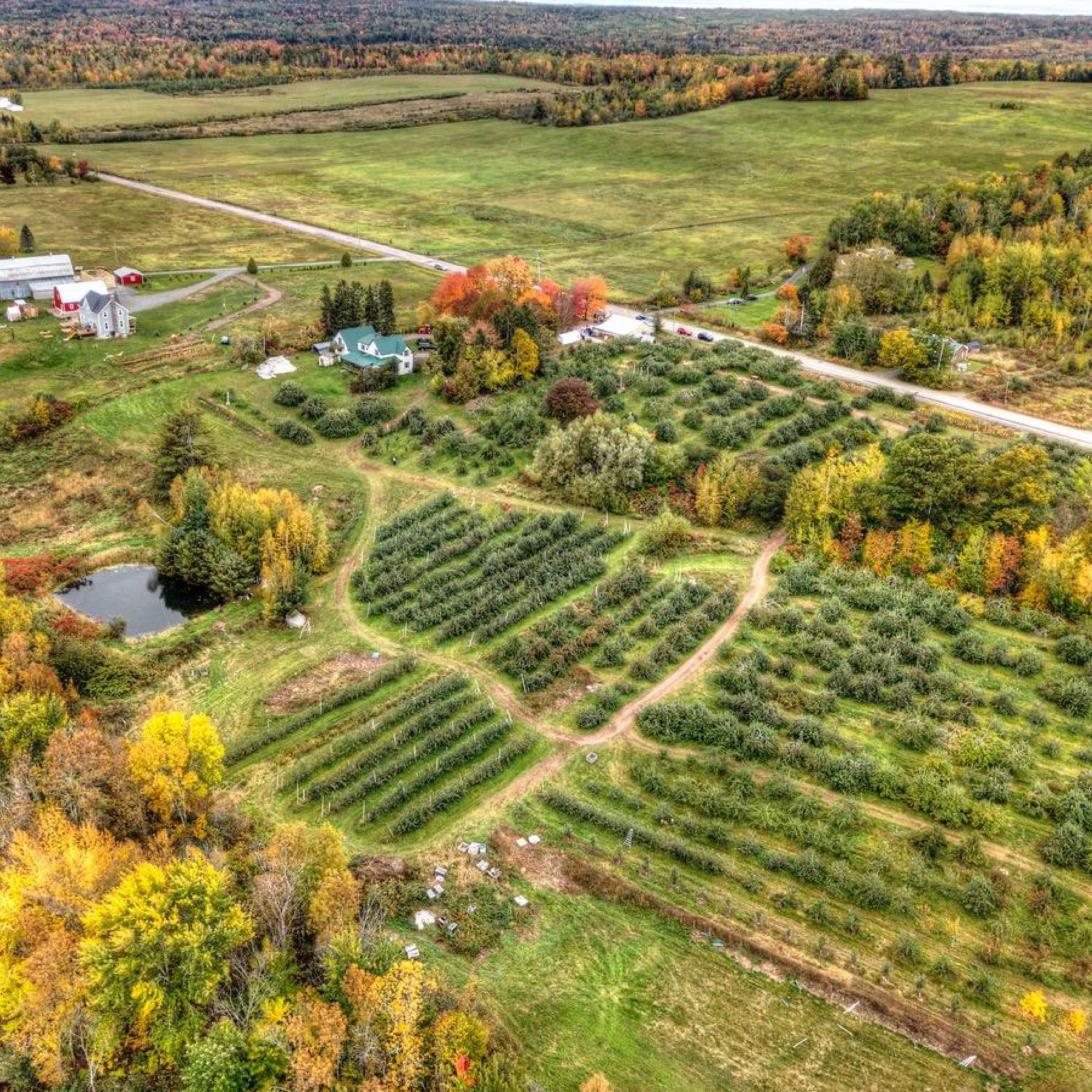 an aerial view of an apple orchard