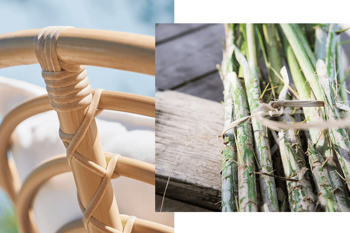 Close-up of natural rattan furniture joinery beside freshly harvested rattan vines, showing the material behind woven furniture.