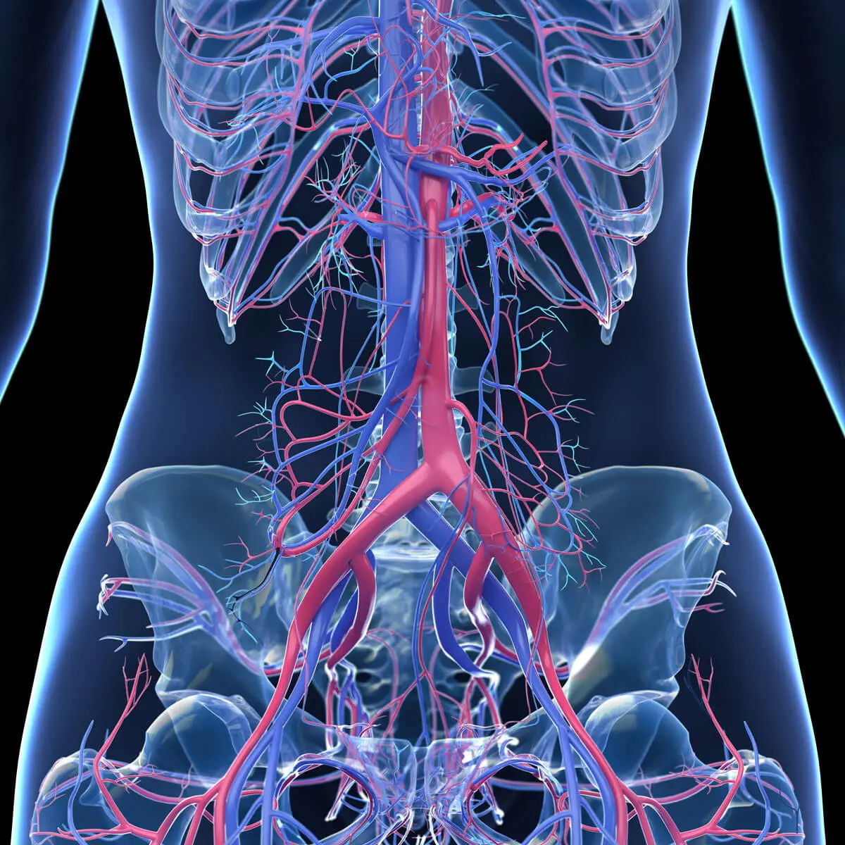 Illustration of the human vascular system with highlighted arteries and veins.