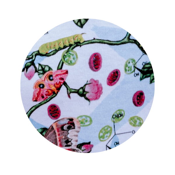 On the trophic levels print, the rose acts as the producer.