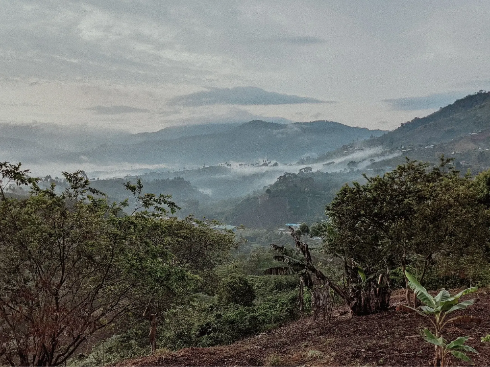 Kaffeelandschaft in Huila, Kolumbien. Berge in der Ferne, Nebel über Kaffeeplantagen