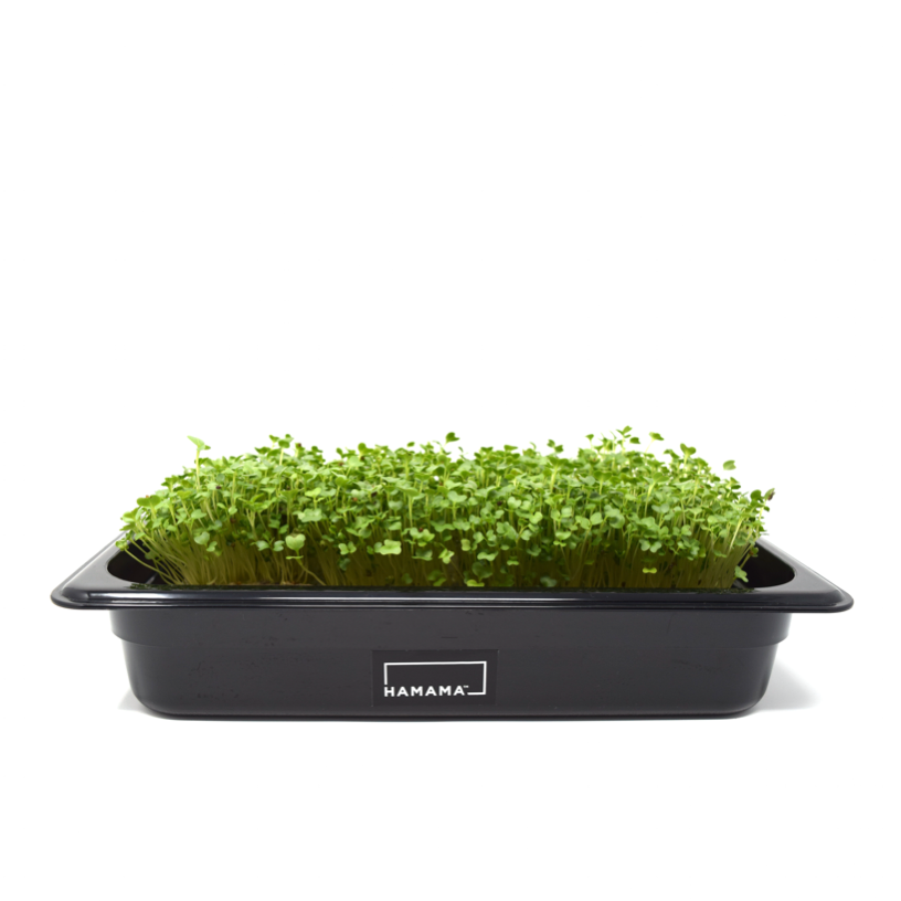 Fully grown homegrown kale microgreens in a grow tray.