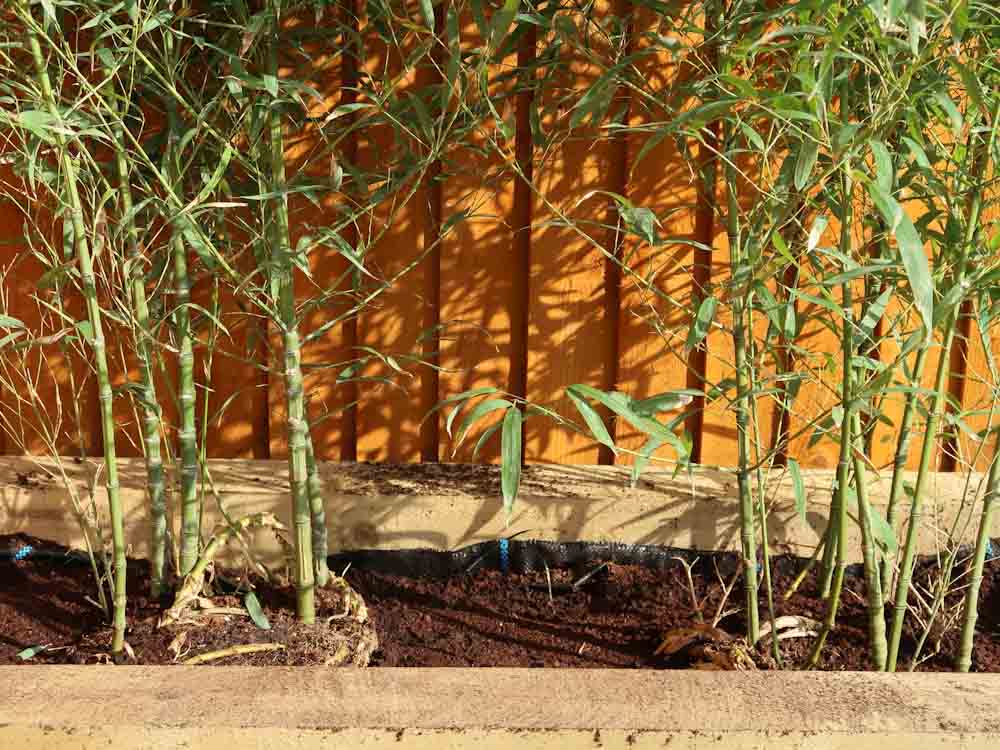 Bamboo Planted in Yard 