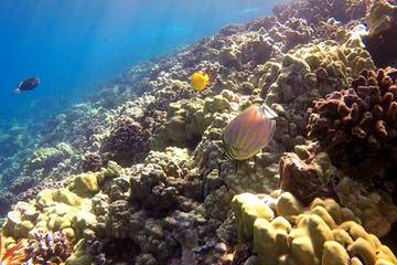 molokini snorkel tour from makena