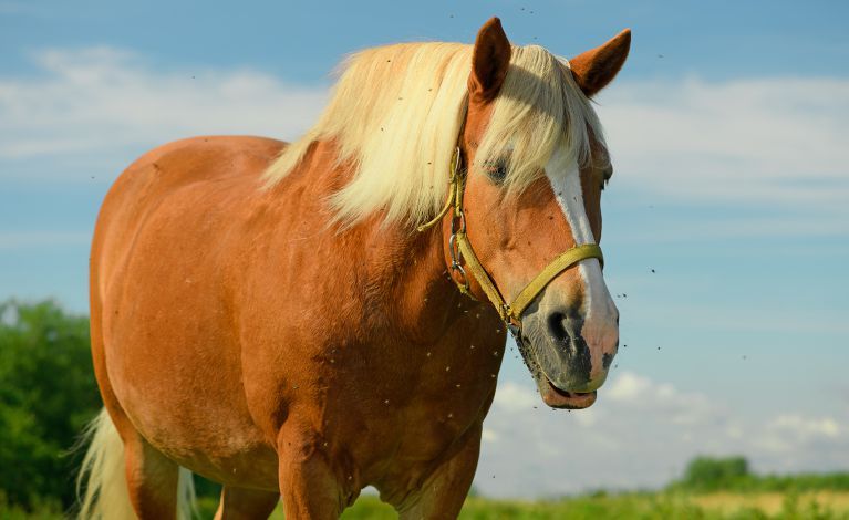 Help Your Horse with Sweet Itch