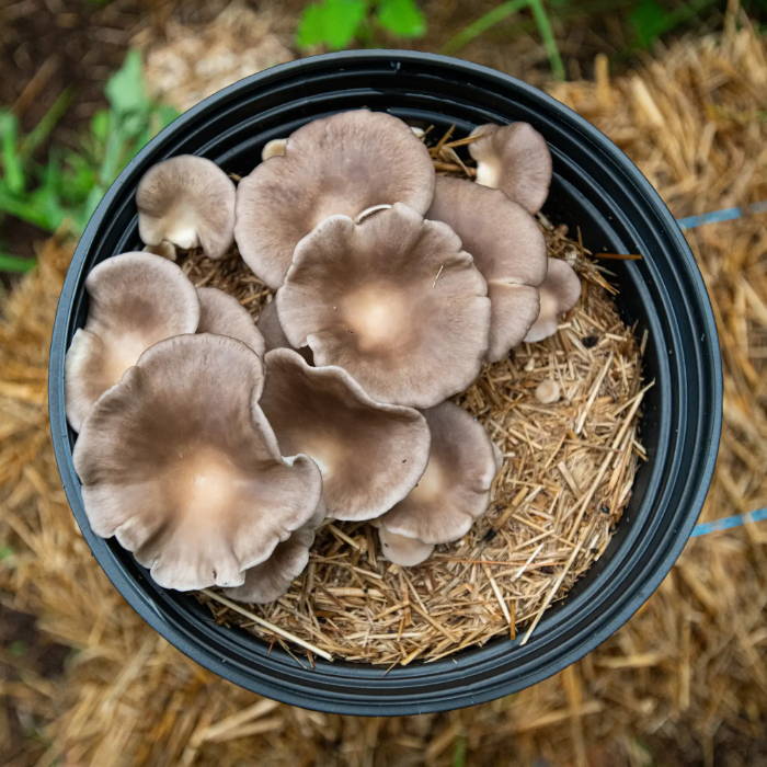 oyster mushrooms in a container
