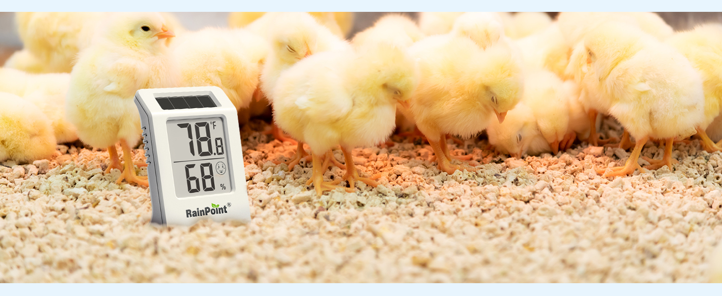 Chicks on bedding with a thermometer displaying temperature and humidity.
