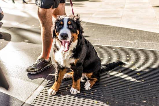 A Bernese mountain dog sitting on the street on a leash