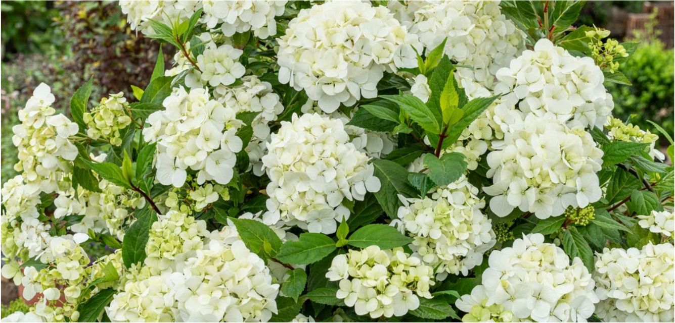 Up close photo of Fairytrail® White Cascade Hydrangea