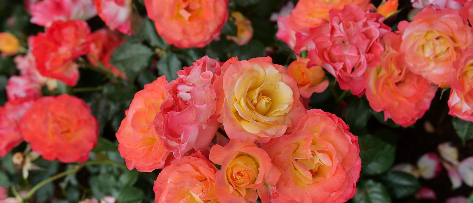 Scene of Oso Easy En Fuego® planted outdoors in a garden