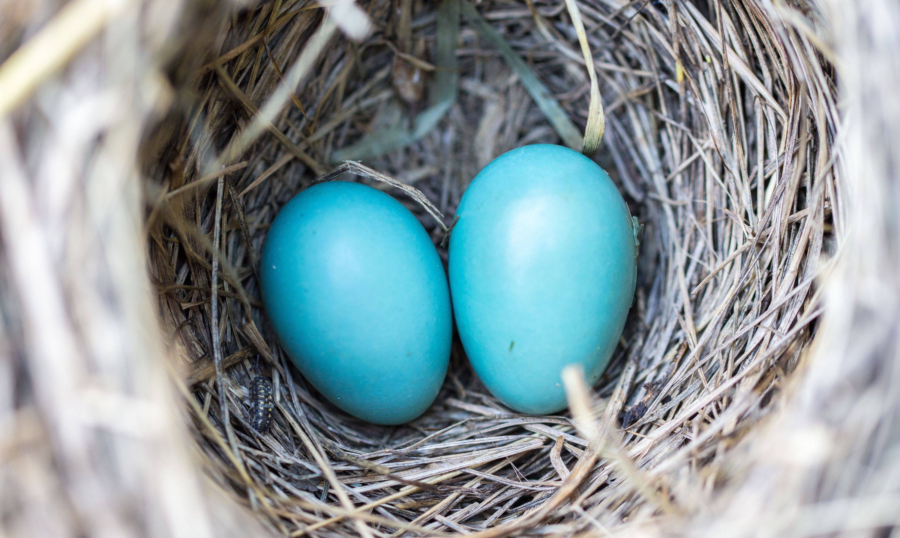 two blue eggs in a nest