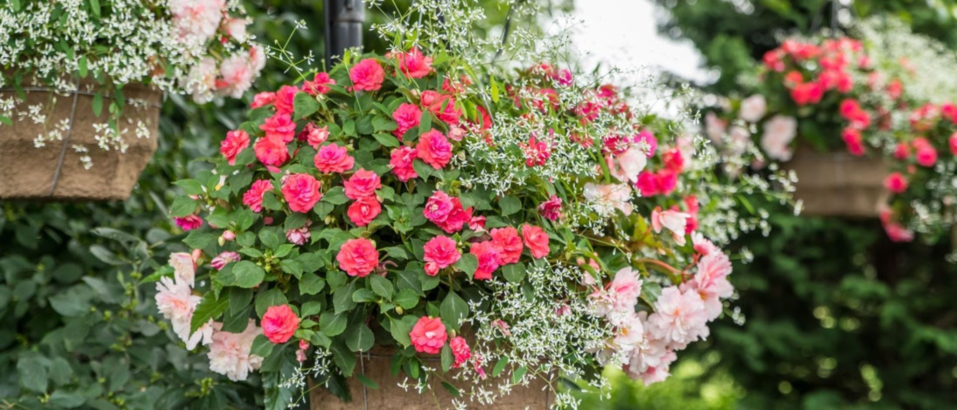 Photo of Double Delight® Appleblossom, Diamond Frost®, Rockapulco® Coral Reef in a hanging basket