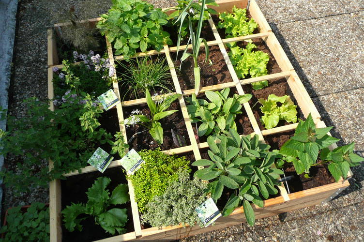 Kitchen garden