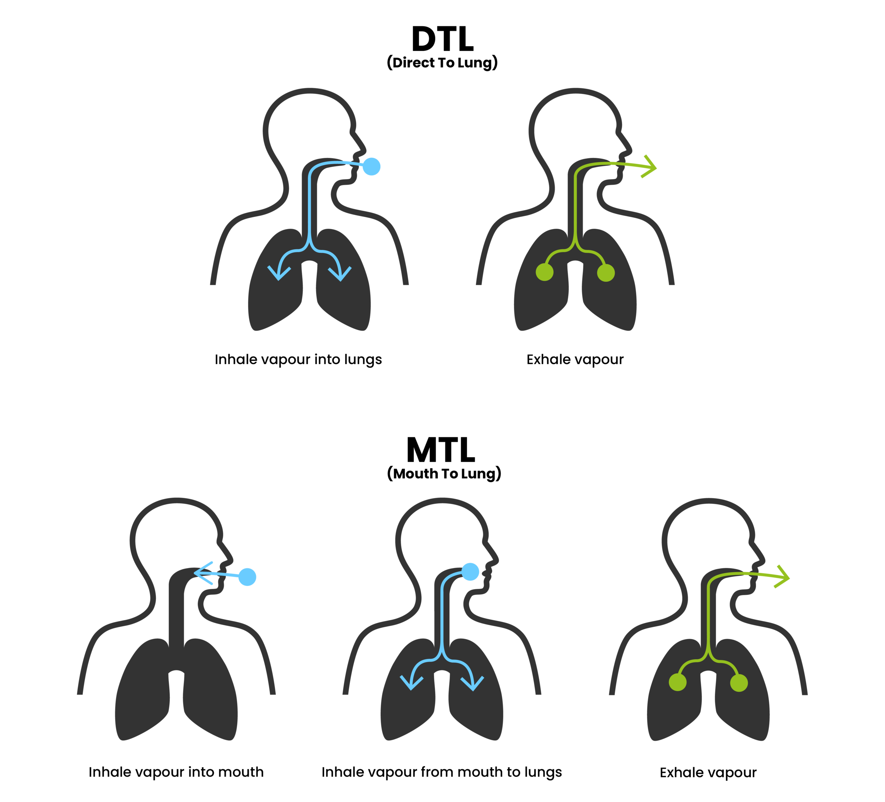 Illustration showing airflow in the respiratory system during inhalation and exhalation.