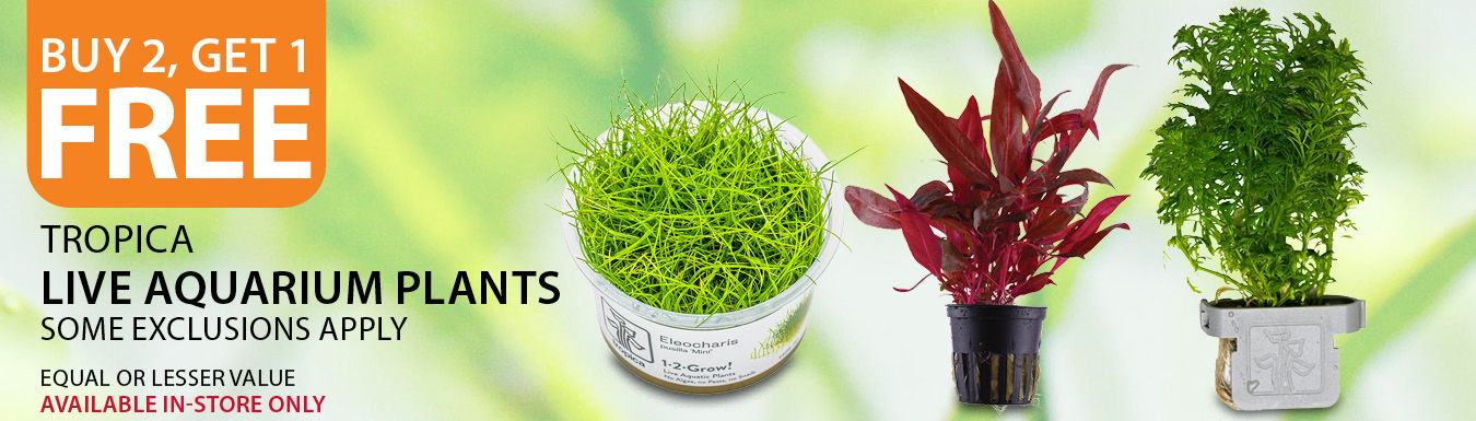 Buy 2, get 1 free Tropica Live Aquarium Plants. Some exclusions apply. Equal or lesser value. Available in-store only.