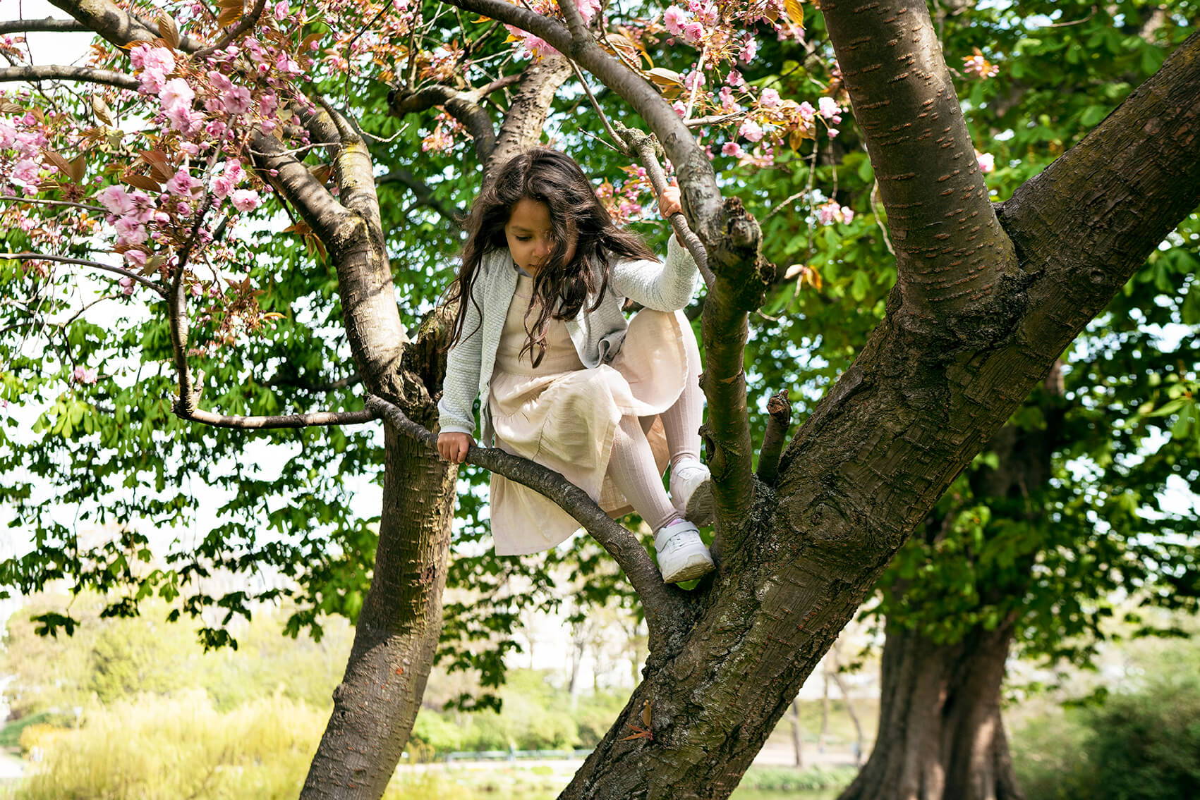 En jente klatrer ned fra et blomstrende tre – treet har akkurat slike grener det er gøy å klatre i 