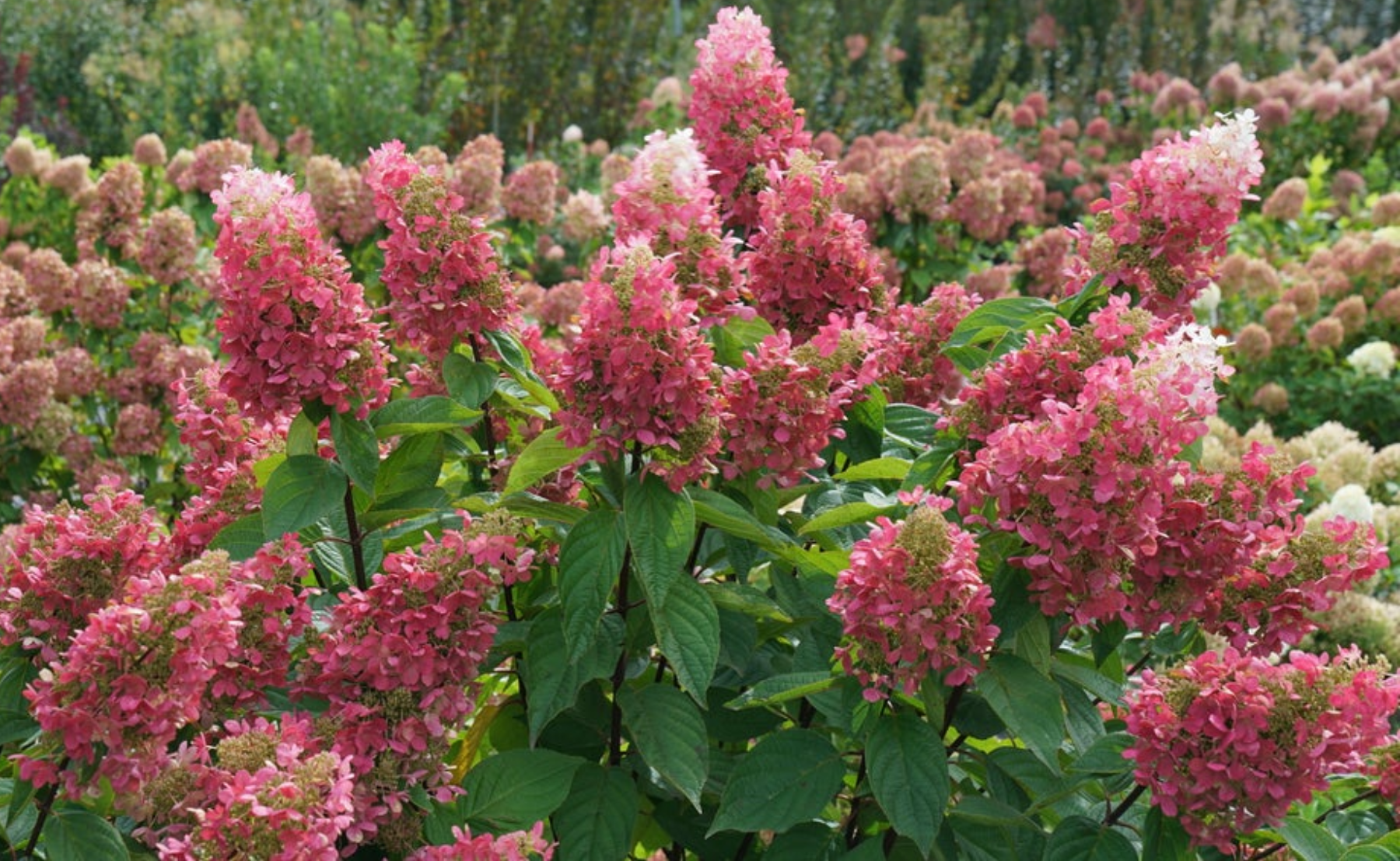 Fire Light® Panicle Hydrangeas planted in a garden