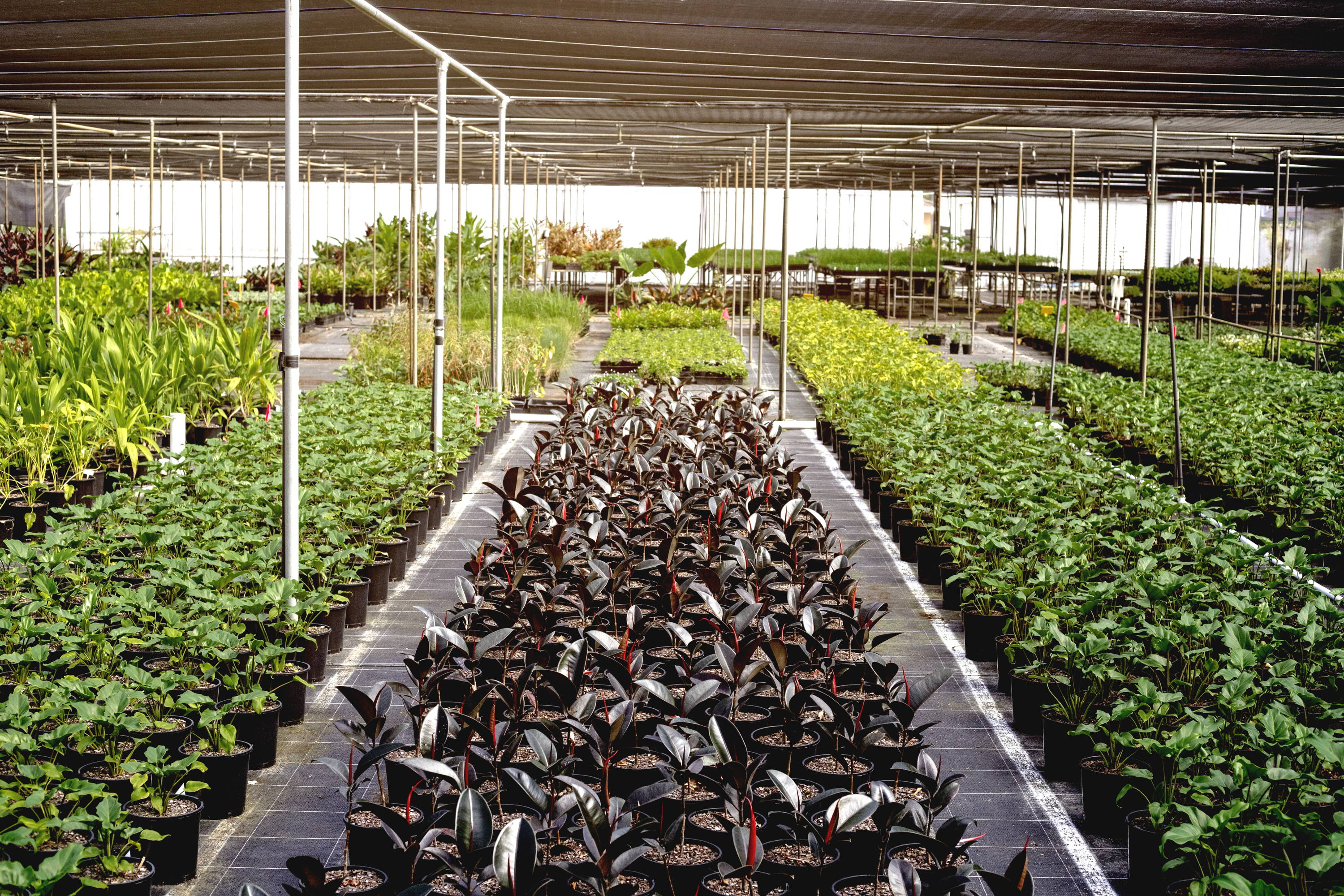 The Good Plant Co Shadehouse Photo of our Plants