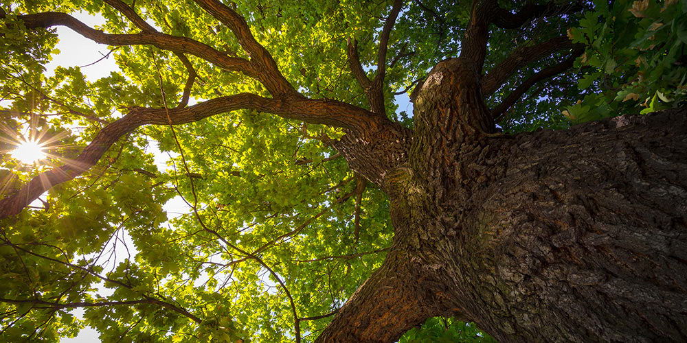 Caring for Your Legacy Oaks
