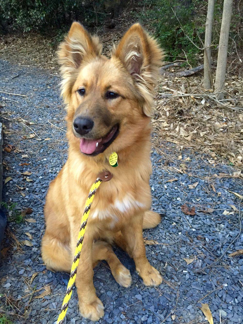 german shepherd mixed with golden retriever for sale