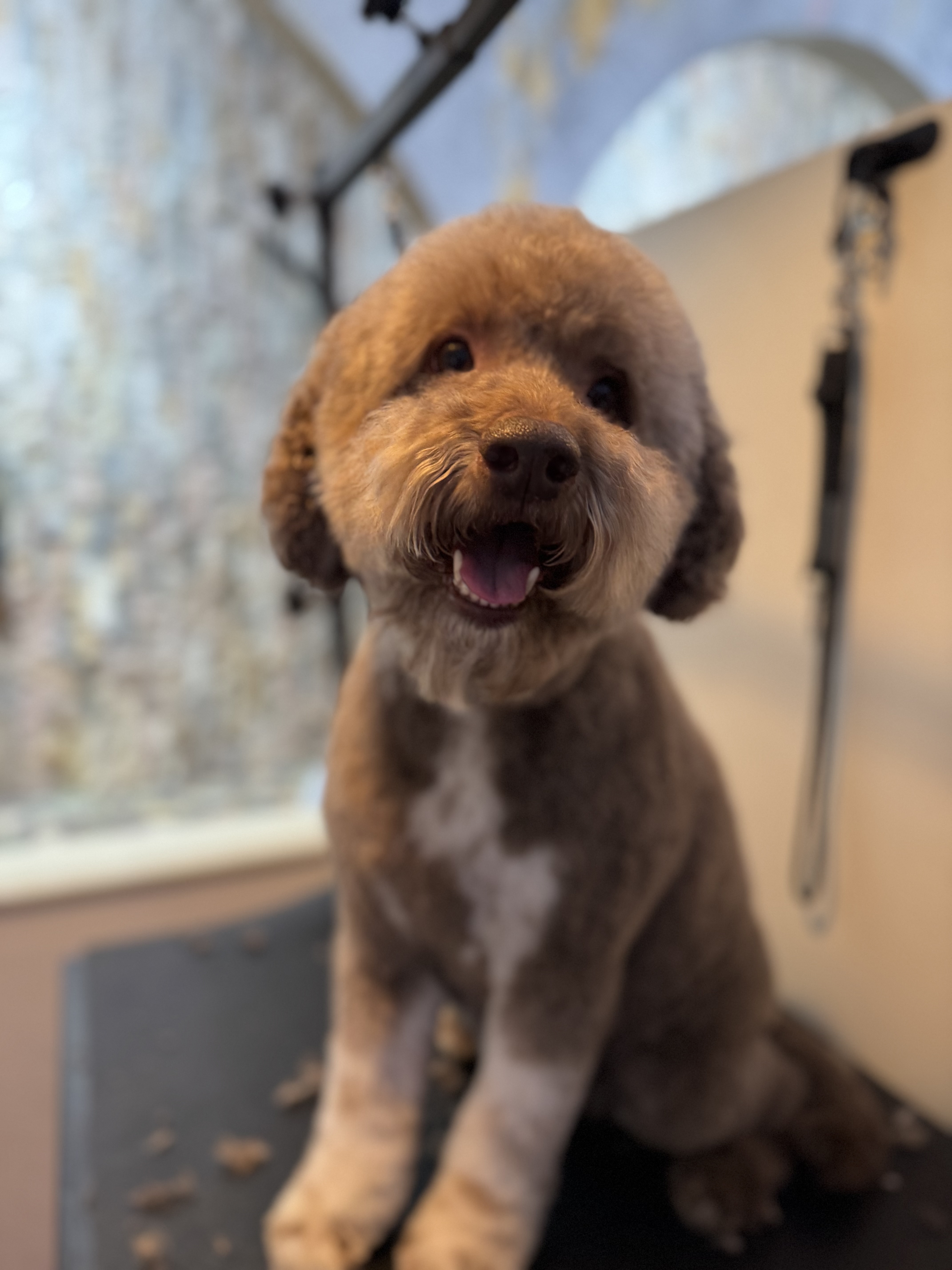 Brown and white dog with a fluffy rounded haircut