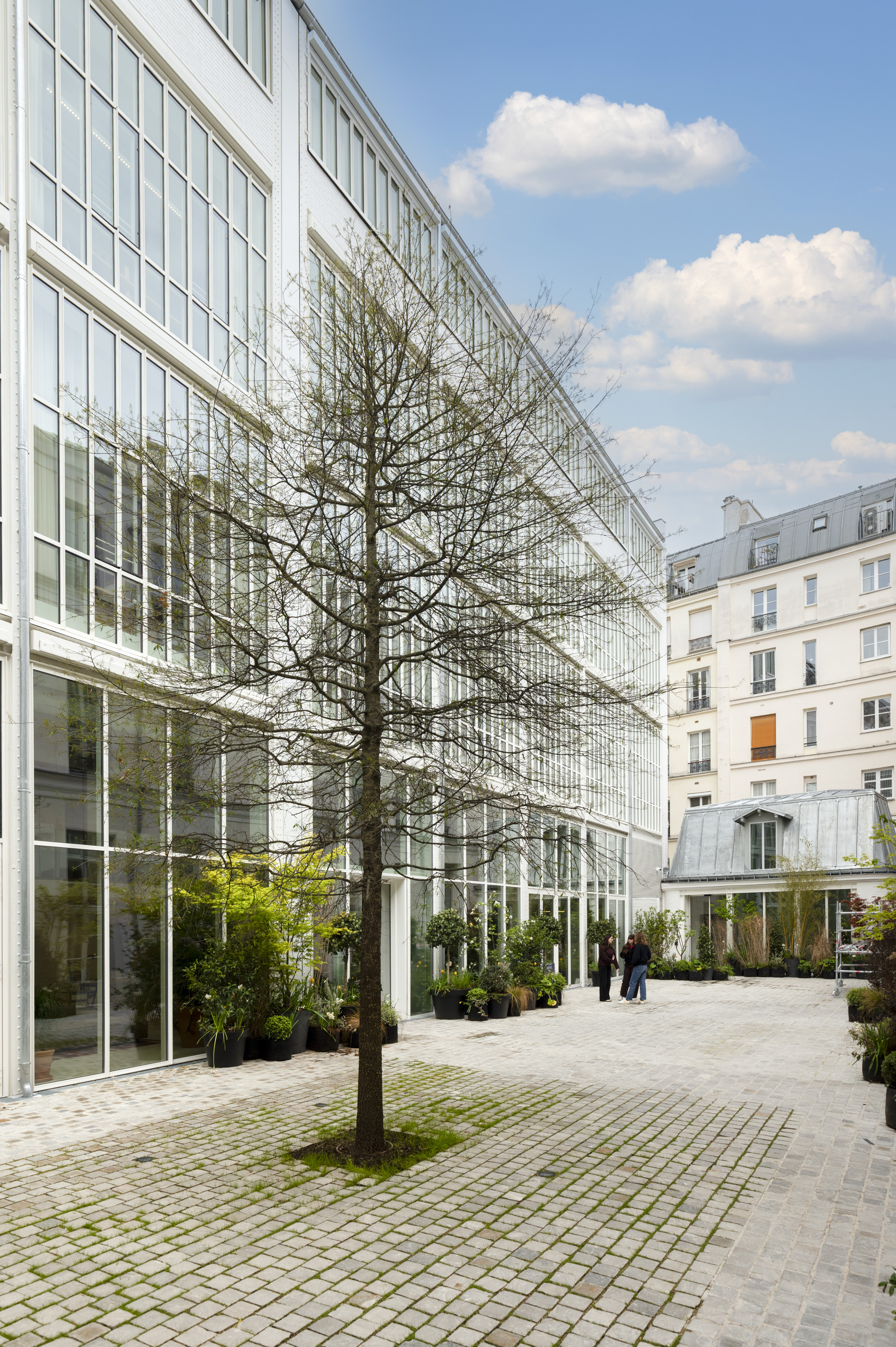 Modern courtyard with a tree and glass buildings under a blue sky.